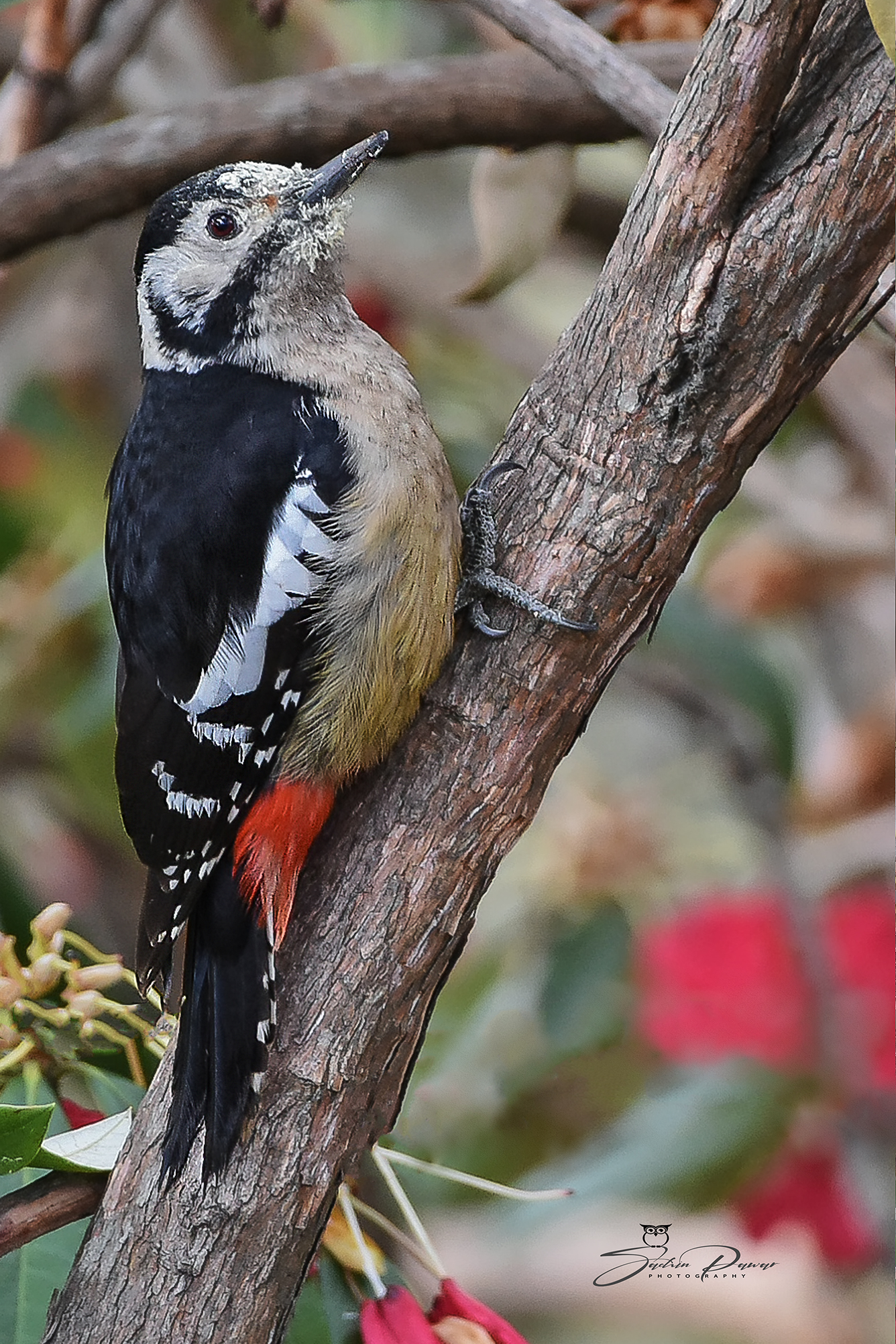 Himalayan Woodpecker